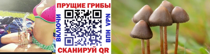 Псилоцибиновые грибы Cubensis  Сланцы 
